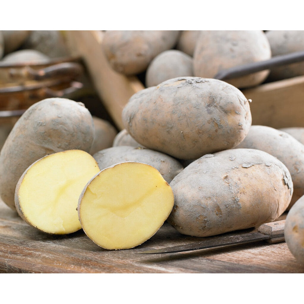 Potatis Frieslander 10-Pack